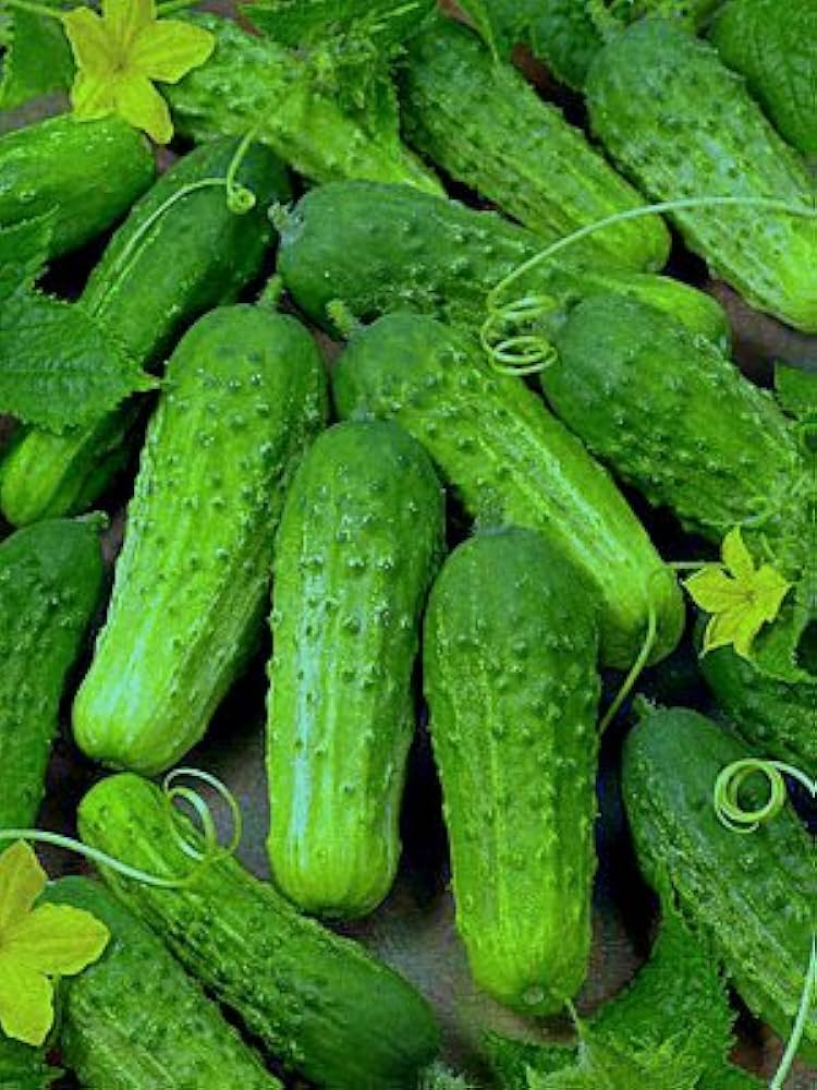 Gherkin Parisian Cucumber Seeds – Crisp Pickling Variety - Dharaseeds
