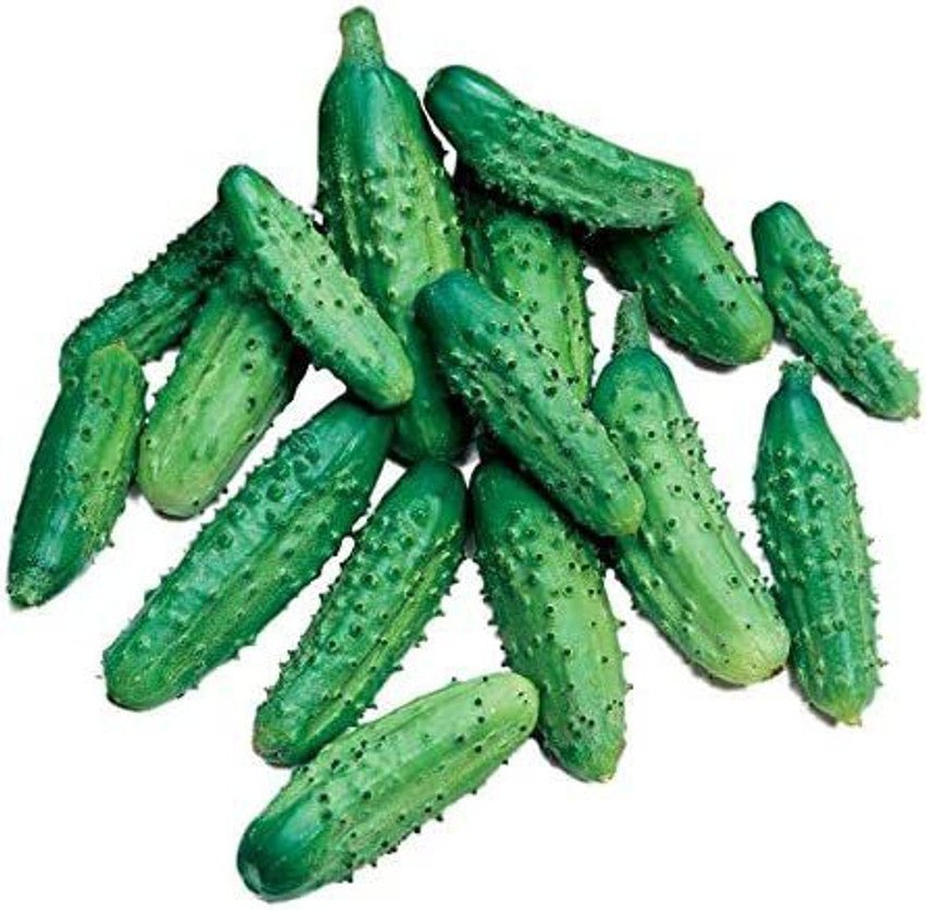 Gherkin Parisian Cucumber Seeds – Crisp Pickling Variety - Dharaseeds