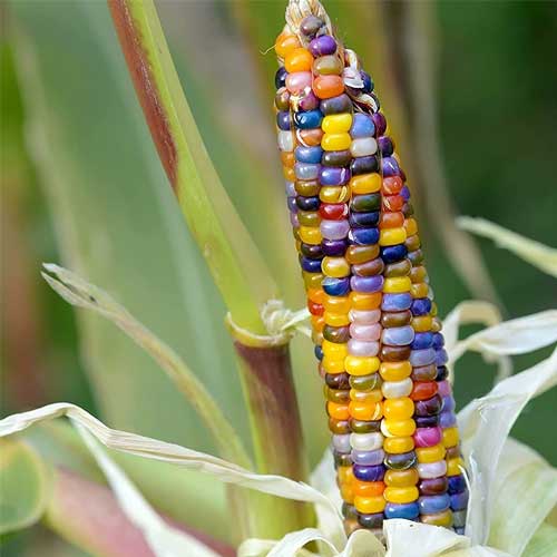 Fiesta Hybrid Corn Seeds | Multi-Colored Sweet Ornamental Corn – Heirloom, Non-GMO, High Germination Organic Garden Seeds