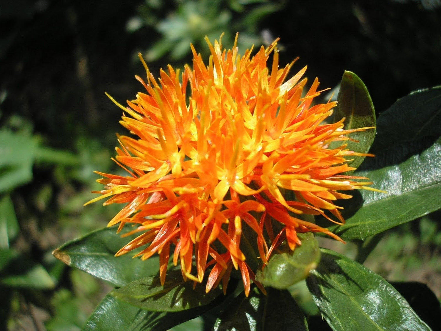 Annual Orange Safflower