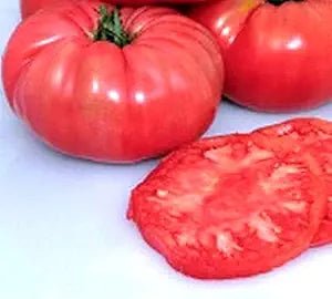 Giant Belgium Pink Tomato Seeds – Large Heirloom Tomatoes with Sweet Flavor - Dharaseeds