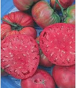 Giant Belgium Pink Tomato Seeds – Large Heirloom Tomatoes with Sweet Flavor - Dharaseeds