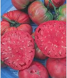 Giant Belgium Pink Tomato Seeds – Large Heirloom Tomatoes with Sweet Flavor - Dharaseeds