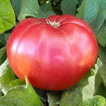 Giant Belgium Pink Tomato Seeds – Large Heirloom Tomatoes with Sweet Flavor - Dharaseeds