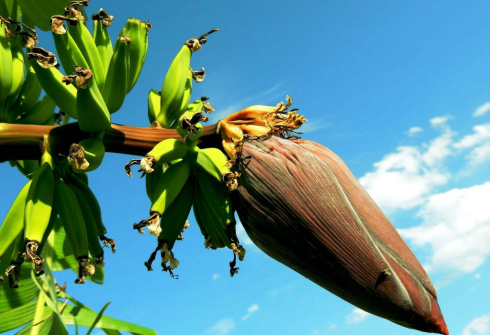 Musa Ingens (Giant Banana) Seeds