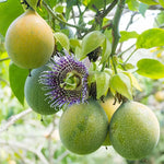 Giant Granadilla seeds Passiflora quadrangularis for garden planting