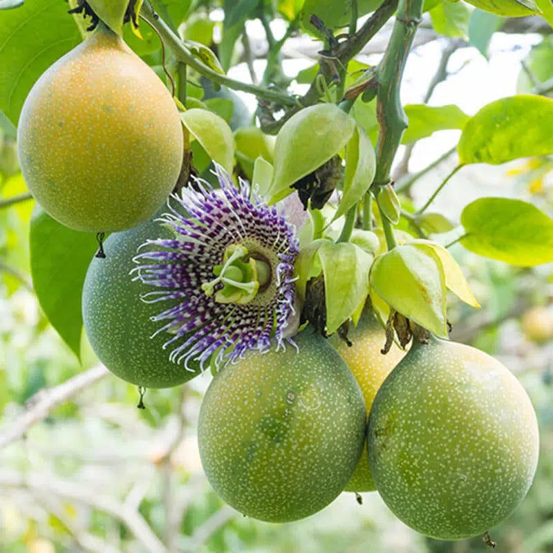 Giant Granadilla seeds Passiflora quadrangularis for garden planting