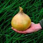 Giant Grand Colossus Onion Seeds – Extra - Large American Onion Variety - Dharaseeds