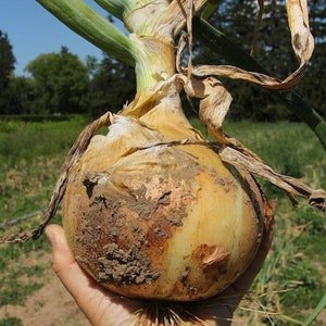 Giant Grand Colossus Onion Seeds – Extra - Large American Onion Variety - Dharaseeds