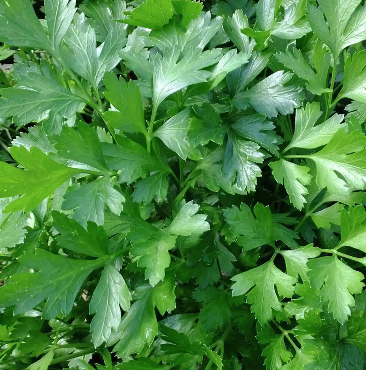 Giant of Italy Organic Parsley Seed