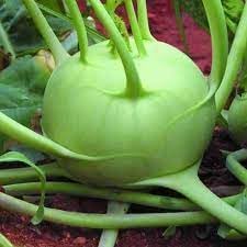 Giant Kohlrabi Vegetable Seeds for Planting - 100 Pcs pcs - Dharaseeds