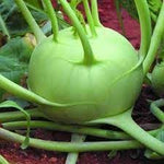 Giant Kohlrabi Vegetable Seeds for Planting - 100 Pcs pcs - Dharaseeds