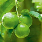 Giant Rough Lemon seeds citrus variety for planting