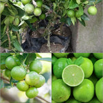 Giant Rough Lemon seeds for home garden citrus growing