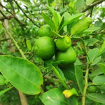 Non GMO Giant Rough Lemon seeds for gardening