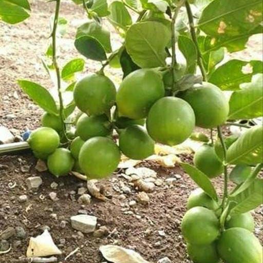 Premium quality Giant Rough Lemon seeds for planting
