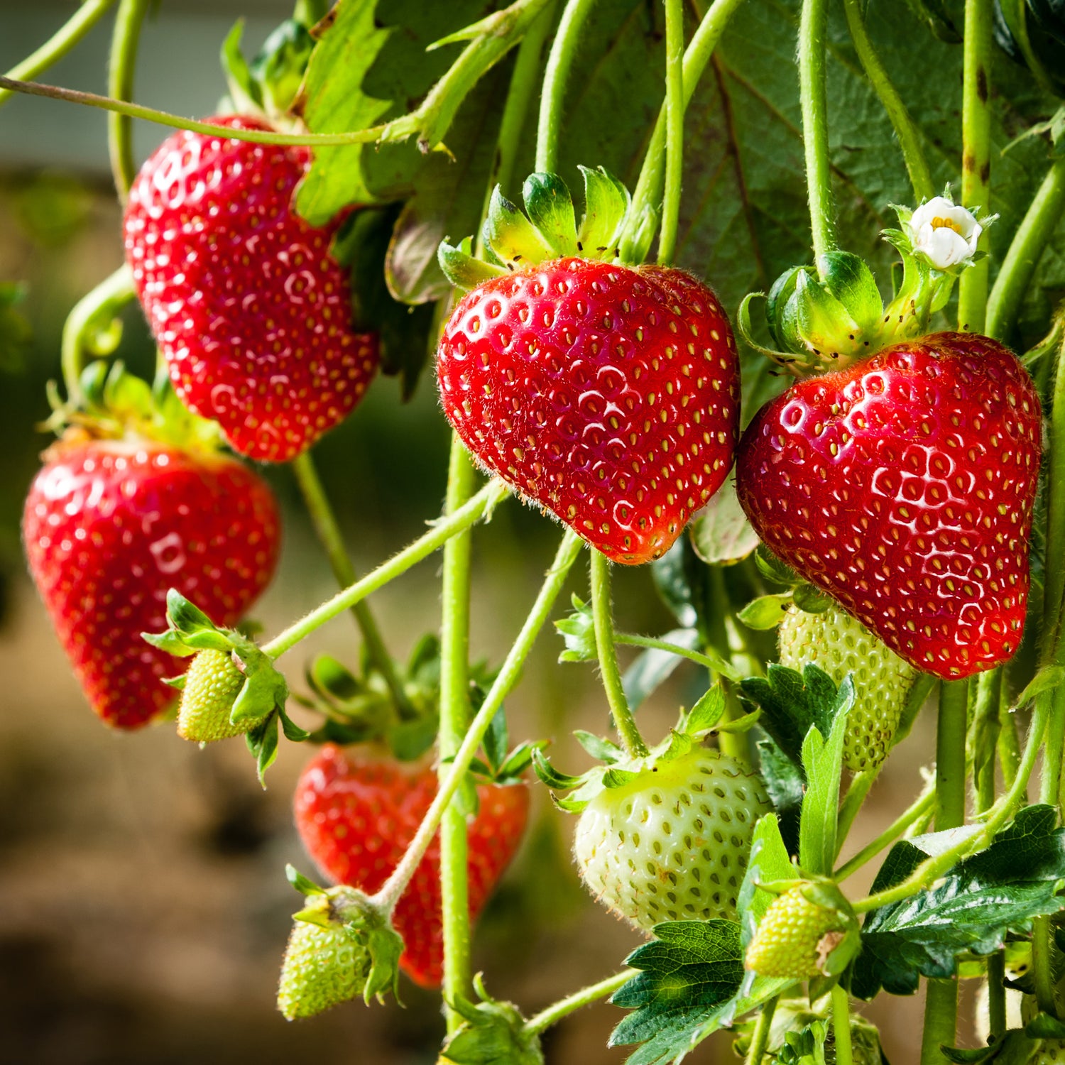 Giant strawberry garden seeds for container growing