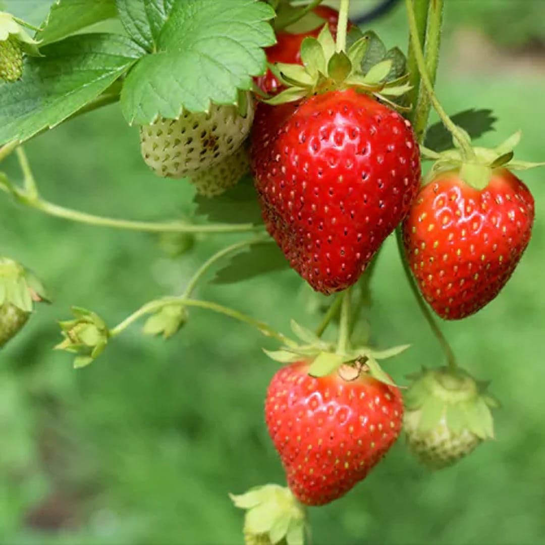 Large strawberry plant grown from premium seeds