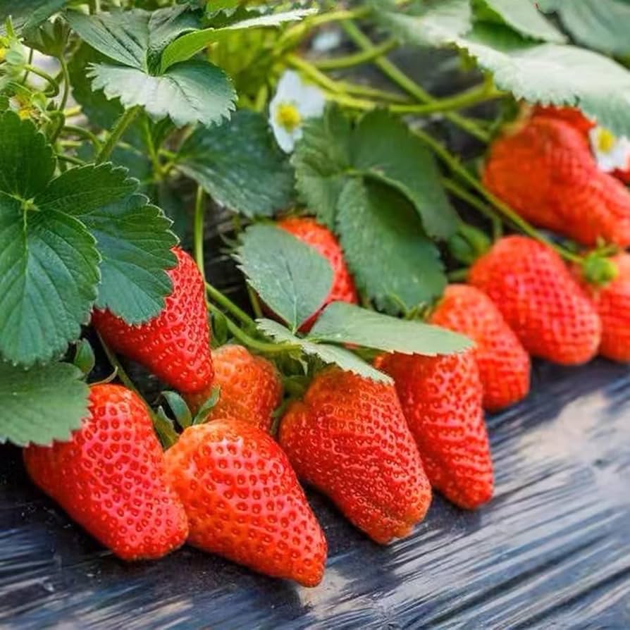 Large strawberry plants grown from seeds, high yield variety