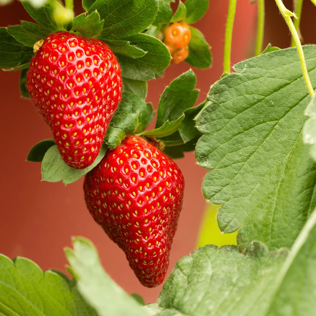 Giant strawberry seeds for home gardening and planting