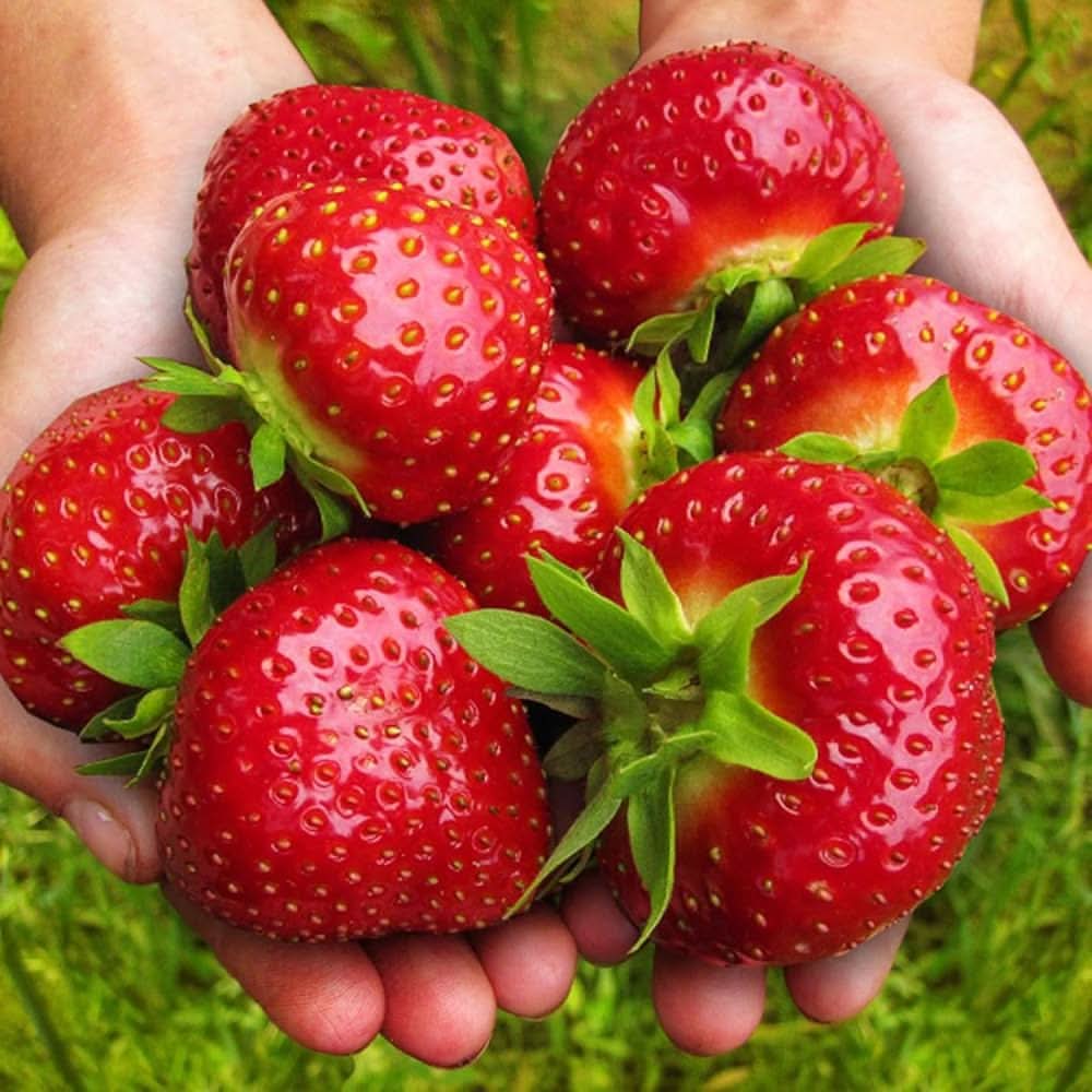 Giant strawberry seeds for vertical garden planters