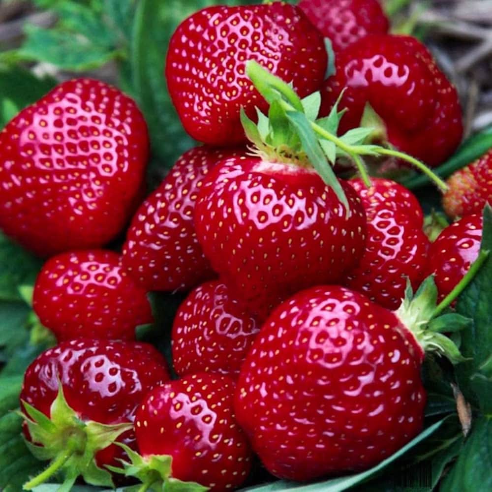 Giant strawberry seeds Fragaria Ananassa for planting in home garden