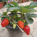 Strawberry giant variety seeds for vertical garden beds