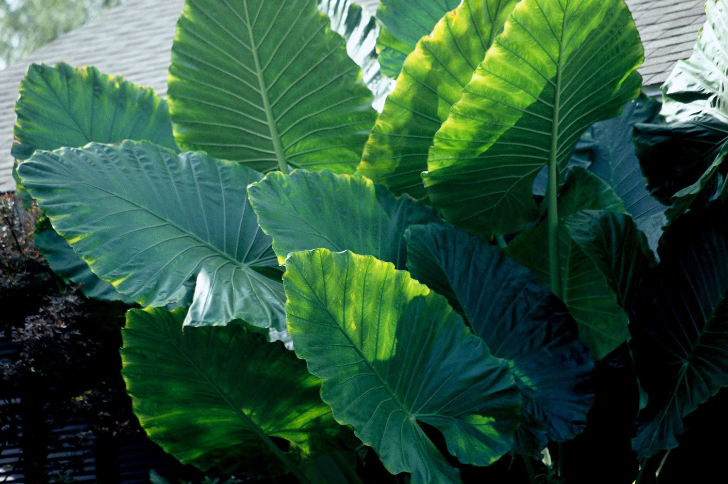 Alocasia Portora Ruffled Upright Elephant Ear Bulb