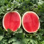 Giant watermelon plant grown from seeds in garden