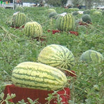 Giant watermelon seeds for summer home garden planting