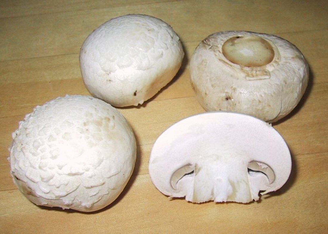 Giardino Champignon Agaricus Bisporus Mushroom Mycelium – Gourmet Mushroom Spores - Dharaseeds