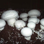 Giardino Champignon Agaricus Bisporus Mushroom Mycelium – Gourmet Mushroom Spores - Dharaseeds