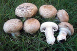 Giardino Champignon Agaricus Bisporus Mushroom Mycelium – Gourmet Mushroom Spores - Dharaseeds