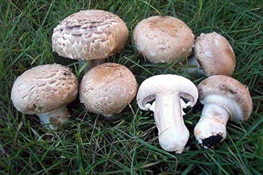 Giardino Champignon Agaricus Bisporus Mushroom Mycelium – Gourmet Mushroom Spores - Dharaseeds