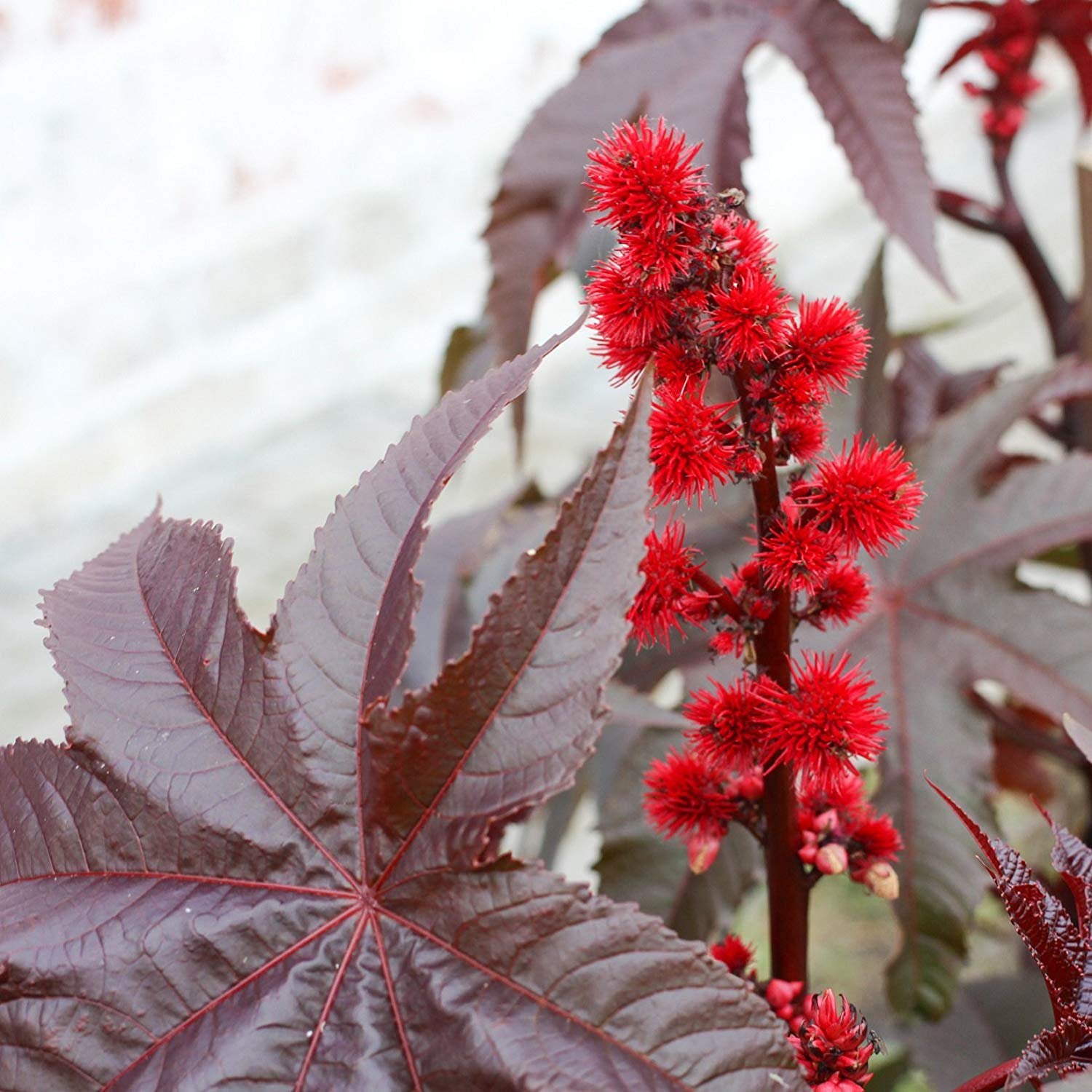 Castor Bean Gibsonii Large Leaf Plant Seeds