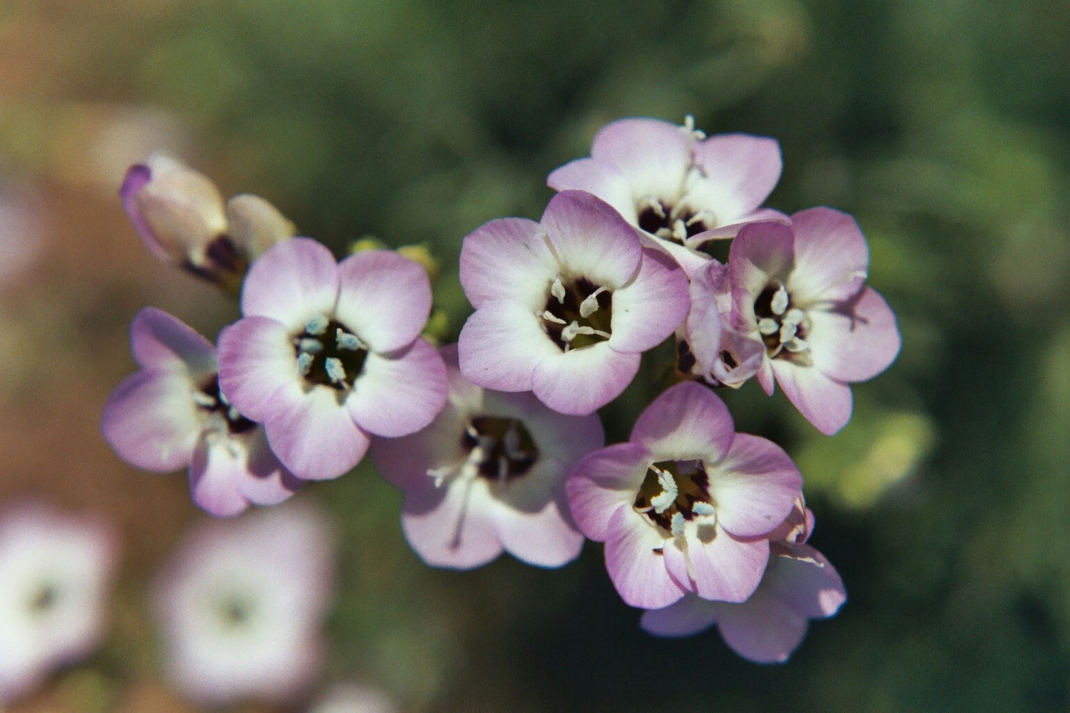 Bird's Eyes Felicitas Gilia tricolor