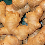 Ginger Vegetable Seeds for Planting - 100 Pcs pcs - Dharaseeds