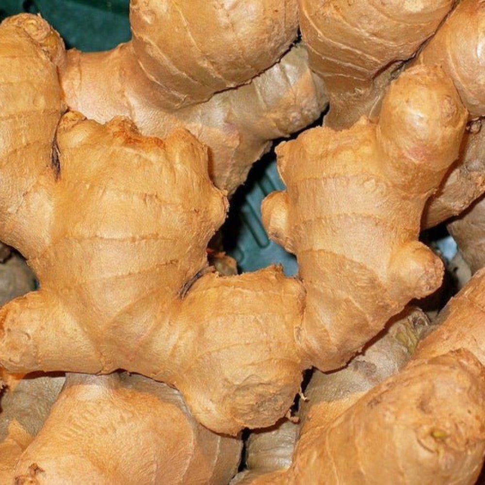 Ginger Vegetable Seeds for Planting - 100 Pcs pcs - Dharaseeds