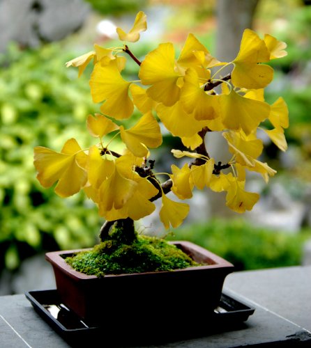 Ginkgo biloba seeds heirloom bonsai tree planting