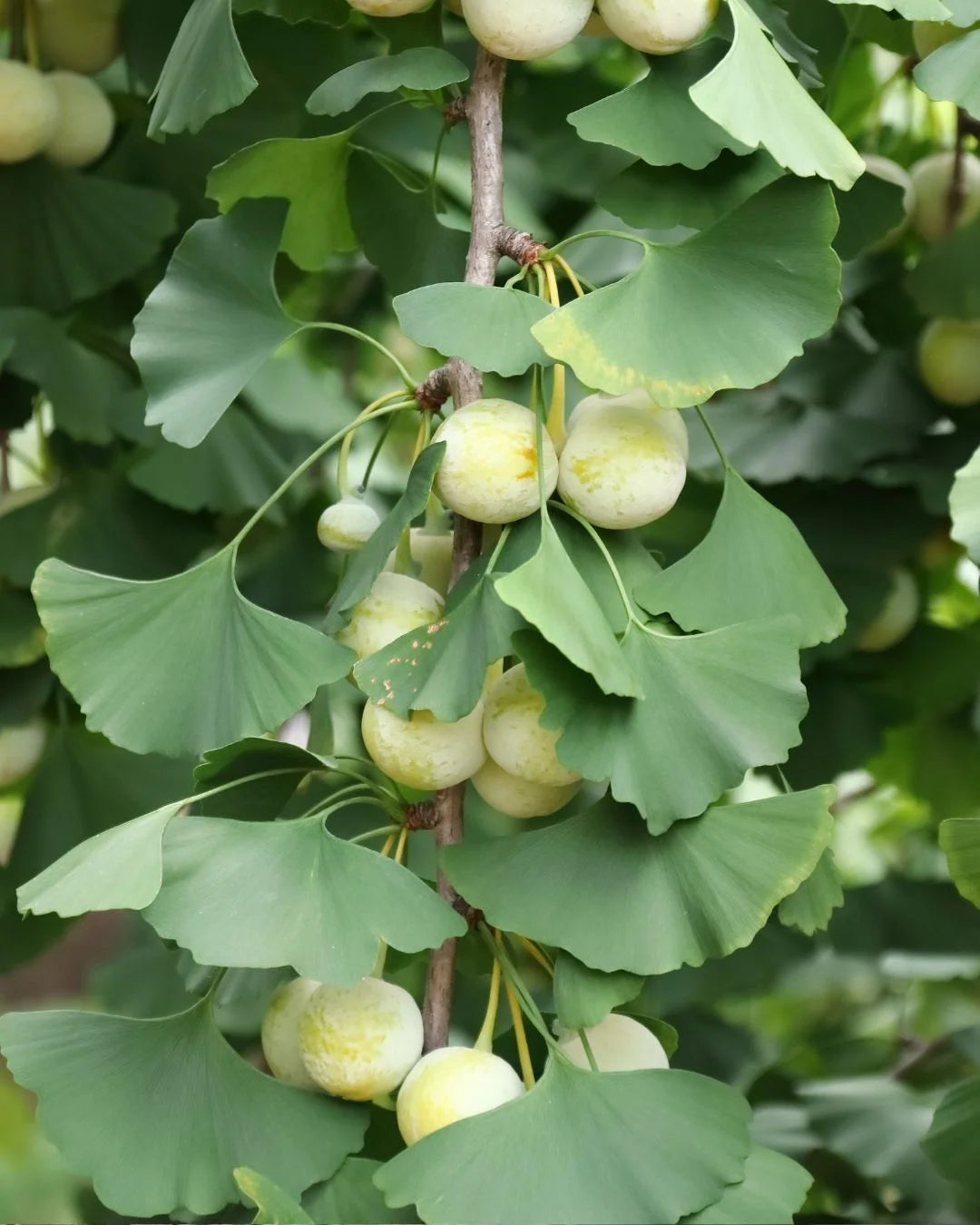 Gingko Biloba