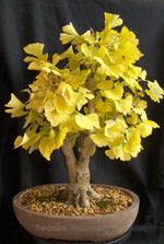 Ginkgo seeds for bonsai tree cultivation