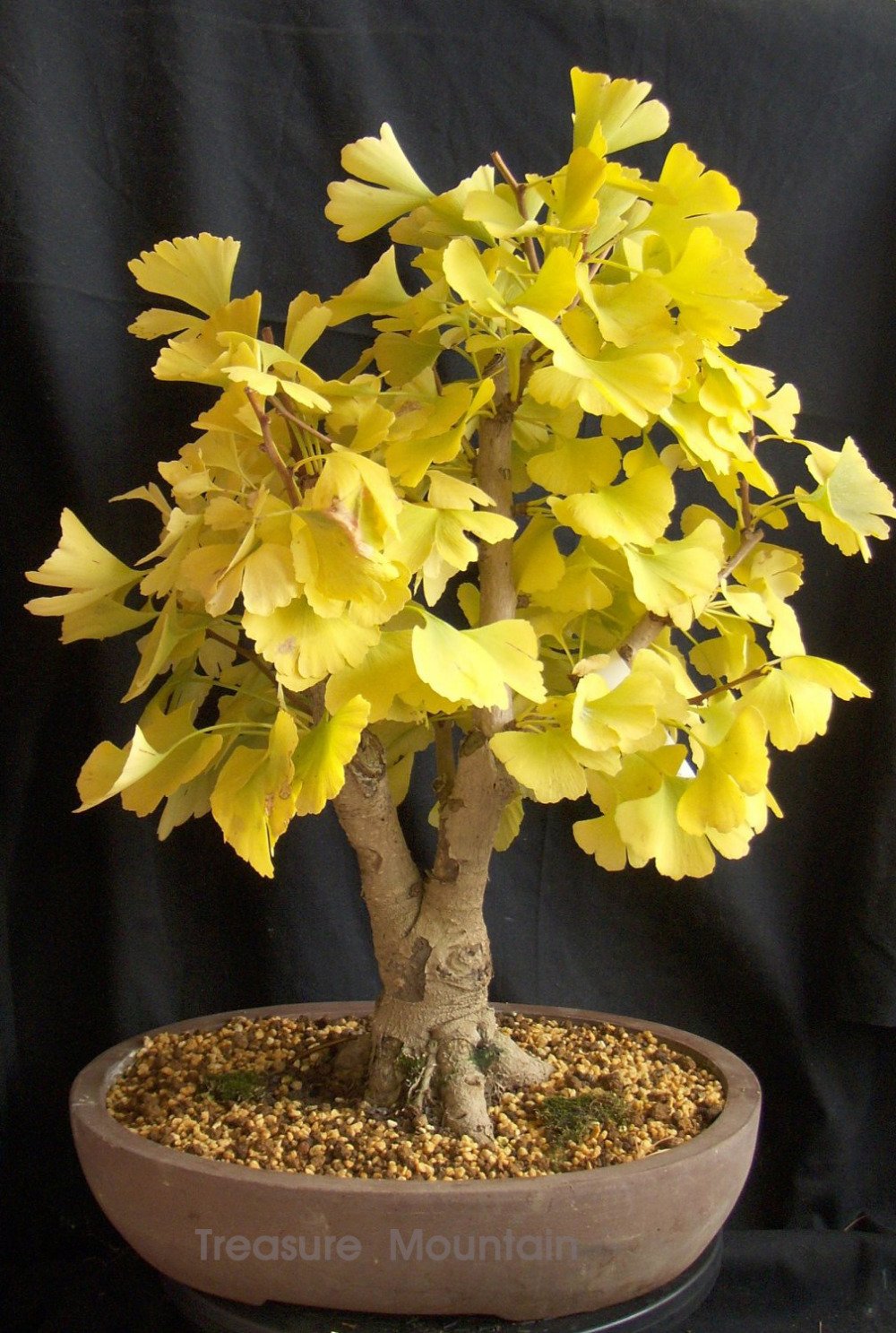 Ginkgo seeds for bonsai tree cultivation