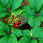 Ginseng Herb Seeds Non-GMO Heirloom Quality for Planting