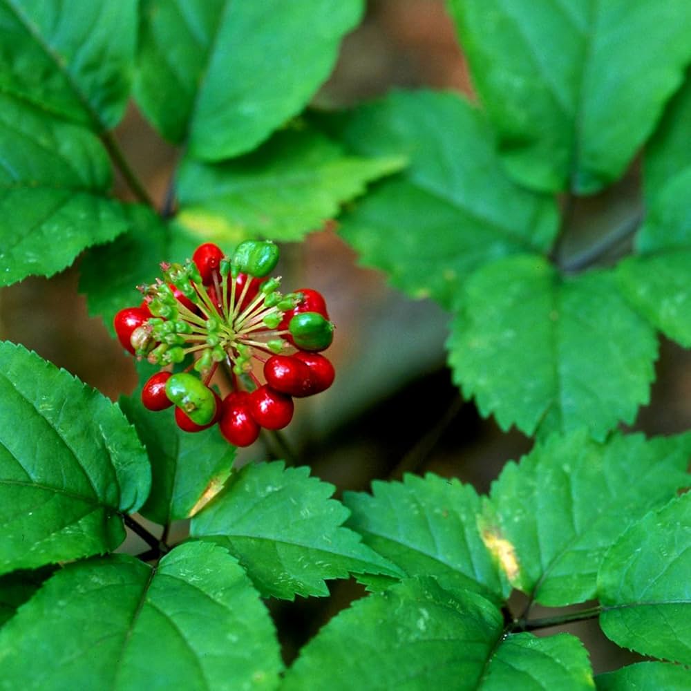 Ginseng Herb Seeds Non-GMO Heirloom Quality for Planting