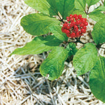 Ginseng Seedlings Growing in Woodland Shade Garden