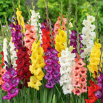 flowers high quality flower seeds for growing vibrant and colorful blooms in home gardens and landscapes organic flowers premium organic flower seeds for sustainable gardening and beautiful blossoms suitable for all climates