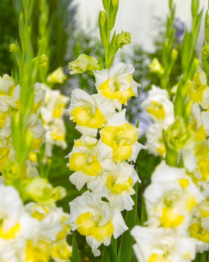 Non-GMO Perennial Gladiolus Green Flower Seeds for Garden Planting – Long-Lasting Blooms
