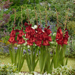 flowers high quality flower seeds for growing vibrant and colorful blooms in home gardens and landscapes organic flowers premium organic flower seeds for sustainable gardening and beautiful blossoms suitable for all climates