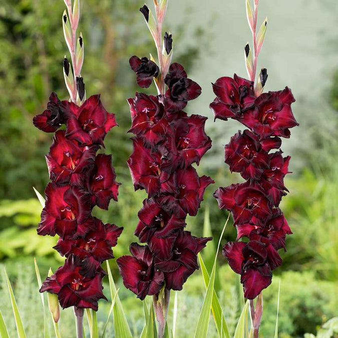 flowers high quality flower seeds for growing vibrant and colorful blooms in home gardens and landscapes organic flowers premium organic flower seeds for sustainable gardening and beautiful blossoms suitable for all climates