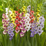 flowers high quality flower seeds for growing vibrant and colorful blooms in home gardens and landscapes organic flowers premium organic flower seeds for sustainable gardening and beautiful blossoms suitable for all climates